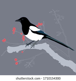 Bird illustration, vector drawing of wild print, bird species, magpies, poster, card design