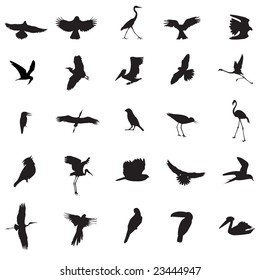 Bird illustrations