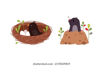 Bird incubating eggs in nest and mole digging hole set cartoon vector illustration