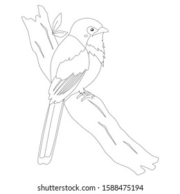 Bird of Indonesia coloring page, Luntur Kasumba bird (Red-naped trogon) perching on a tree branch. Exotic Indonesian bird cartoon vector. Coloring page for kids template.