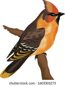 Bird isolated on white background. illustration vector