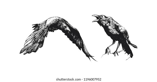 Bird Isolated Vector, Black Bird Illustration, Raven Drawing