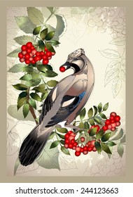Bird a jay on a mountain ash branch.Greeting card with a bird.