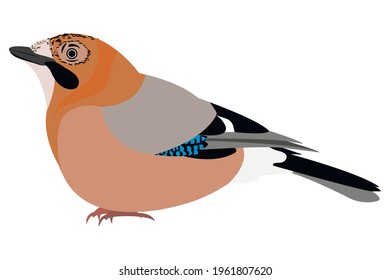 Bird jay vector (Garrulus glandarius) isolated on white background. Stock illustration