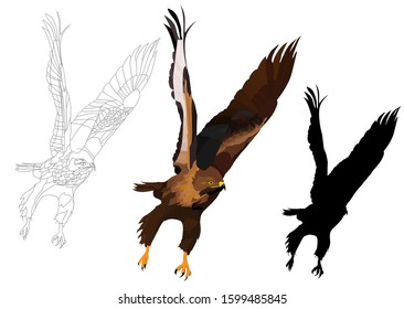 Bird landing. Flying bird. Bird of prey. Vector image.