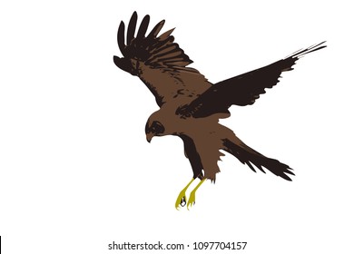 Bird landing. Hawk vector image. White bacjground.