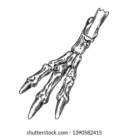 Bird leg bone skeleton with claws. Witchcraft magic, occult attribute decorative element. Hand drawing. Vector.
