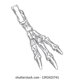 Bird leg bone skeleton with claws. Witchcraft magic, occult attribute decorative element. Hand drawing. Vector.