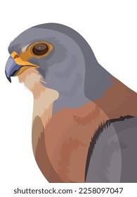 Ave Lesser Kestrel, personajes de pájaro