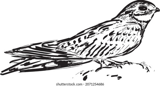 Bird Lesser Nighthawk. Hand drawn ink illustration. Vector.