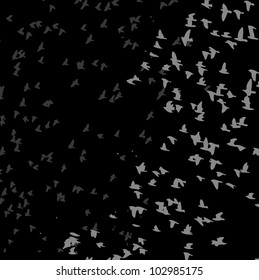 bird life