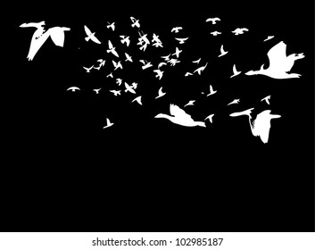 bird life