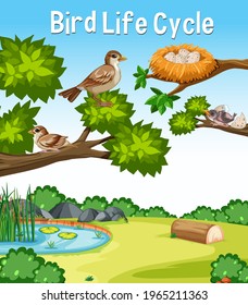 Bird Life Cycle font in outdoor nature scene illustration
