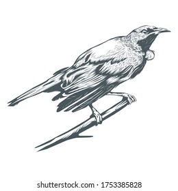 Bird line art vector illustration portrait