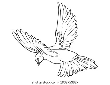 bird line vector illustration, isolated on white background, animals top view