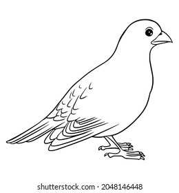 bird line vector illustration,isolated on white background,top view