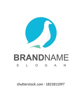 Bird Logo Design With Pigeon, Dove Symbol