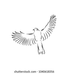 Bird Logo Design Template Stock Vector (Royalty Free) 1040618356 ...