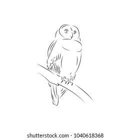 bird logo design template