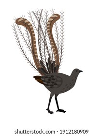 Pájaro con plumas largas. Caricatura hermosa ornitología, animal volador exótico, ilustración vectorial de lyrebird aislado en fondo blanco