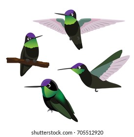 Bird Magnificent Hummingbird Cartoon Vector Illustration