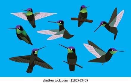 Bird Magnificent Hummingbird Eight Poses Cartoon Vector Characters