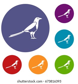 Bird magpie icons set in flat circle reb, blue and green color for web