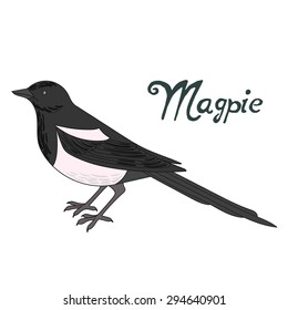 Bird magpie vector illustration