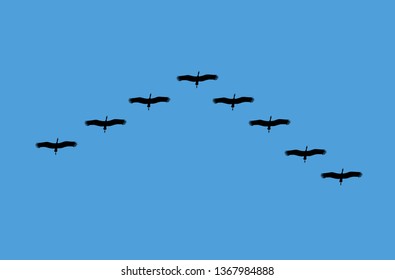 Bird Migration on blue sky, vector