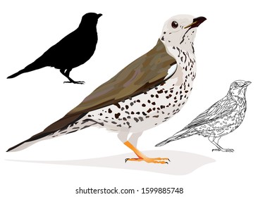 Bird. Mistle Thrush. Turdus viscivorus. Vector image. White background.