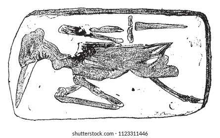 Bird of Montmartre vintage engraving. Fossil