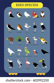 Bird name specie character