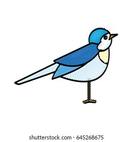 bird nature animal flight wildlife image
