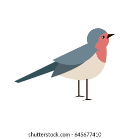 bird, nature, animal, wildlife image
