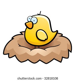 Bird Nest