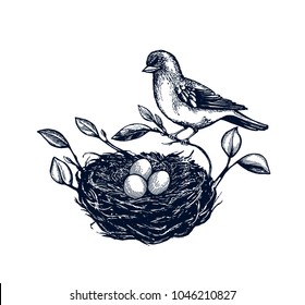 Bird nest with branches set, egg card, hand drawn Isolated vector illustration.  Willow branch, bird, easter eggs. Engraving