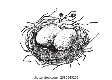 Bird nest with eggs. Easter hand drawn vector illustration, template design.