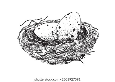 Bird nest with eggs. Easter hand drawn vector illustration, template design.