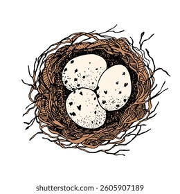 Bird nest with eggs. Easter hand drawn vector illustration, template design.