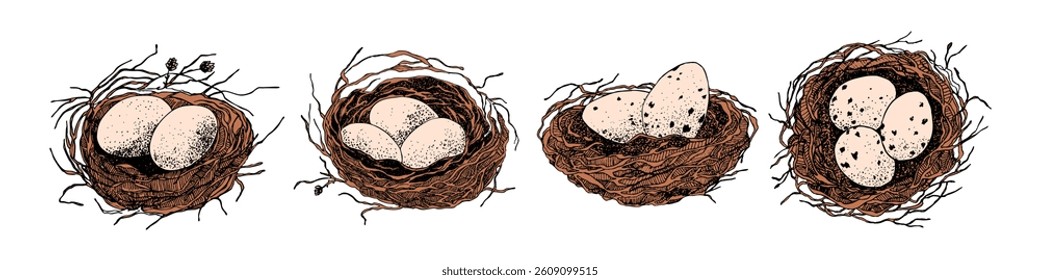 Bird nest with eggs. Easter hand drawn vector illustration, template design.