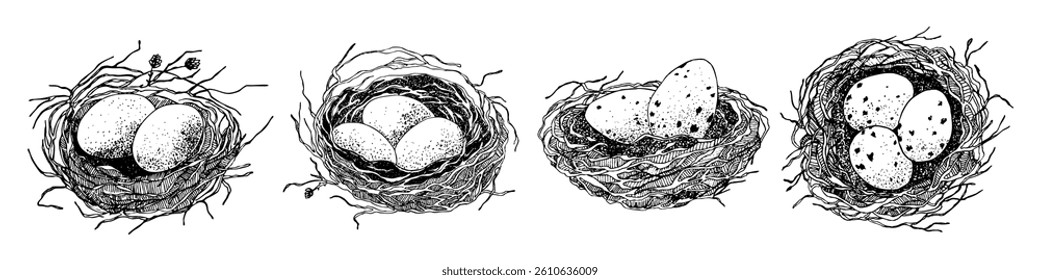Bird nest with eggs. Easter hand drawn vector illustration, template design.
