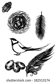bird nest, bird eggs, bird feathers