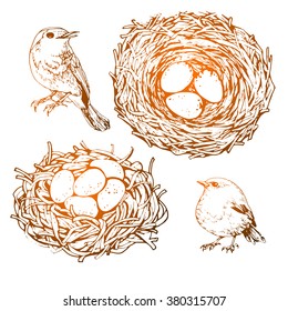 bird and nest with eggs hand drawing illustration