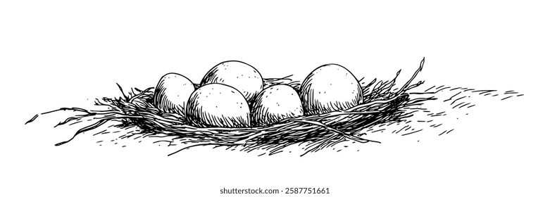 bird nest with eggs in hand-drawn line art style