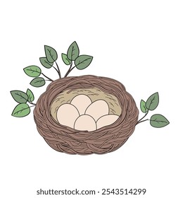 bird nest with eggs on white background