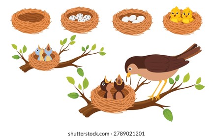 Bird nest life cycle vector clipart set in flat cartoon style. Collection of nests with eggs, baby chicks, parent birds, and feeding scenes on tree branches. Spring nature illustrations isolated on white background.
