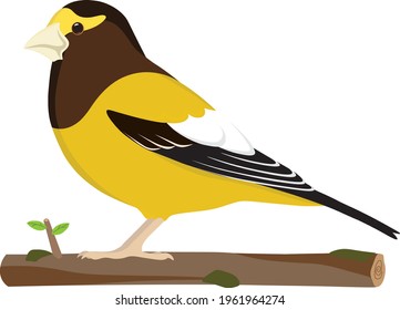 Bird from the North America, Cute Evening Grosbeak, backyard bird, vector bird perching in a tree branch with lichen which can be isolated from the bird, and with white background