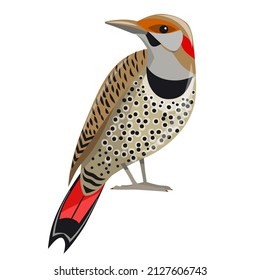 Bird - Northern Flicker isolated on a white background. Woodpecker bird, a symbol of Alabama. Bright image in cartoon style. Vector.