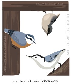 Bird Nuthatch Set Cartoon Vector Illustration