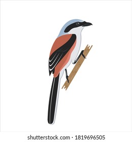 Bird on the branch illustration